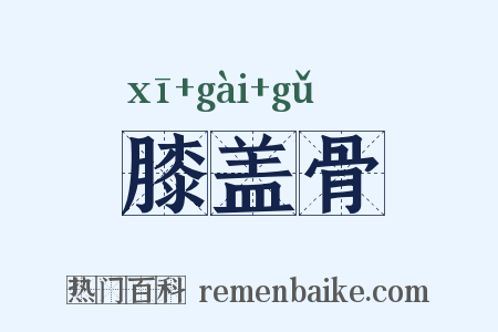 膝盖骨是什么意思的图片